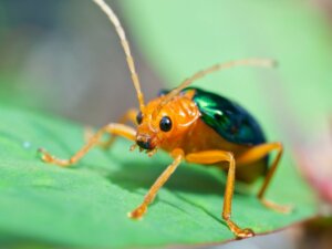 Coléoptère bombardier : habitat et caractéristiques