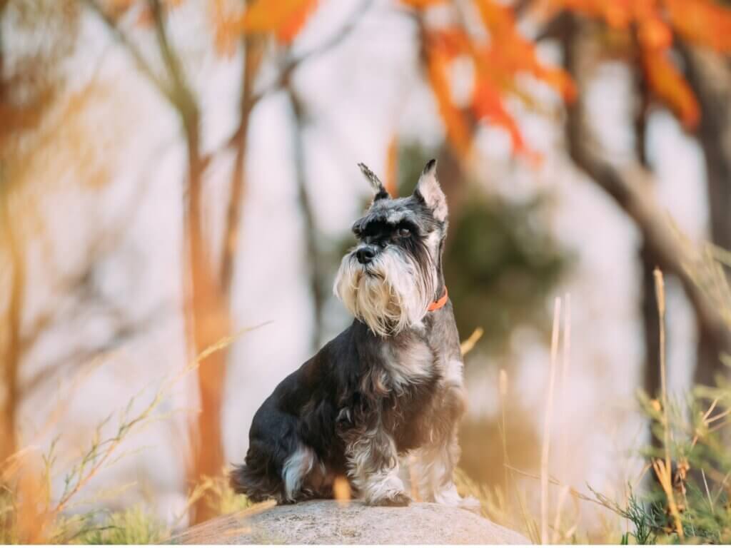 7 soins à prodiguer au schnauzer nain