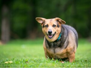 Surpoids chez le chien : ce qu'il faut savoir
