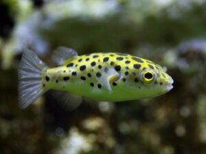 Tetraodon nigroviridis : caractéristiques et soins