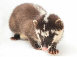 Blaireau-furet de Chine : habitat et caractéristiques