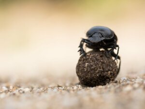 5 faits curieux sur le bousier