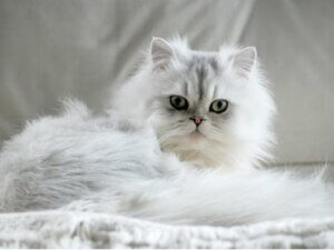 7 types de chat persan