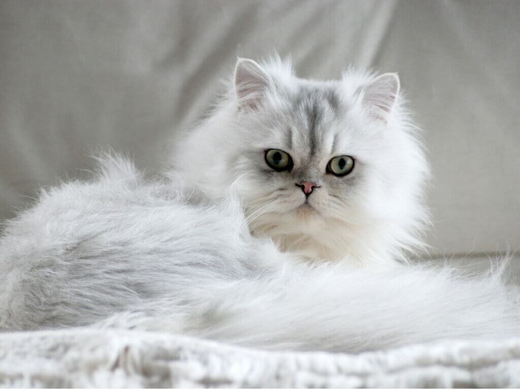 7 types de chat persan