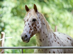 Appaloosa : origine et caractéristiques