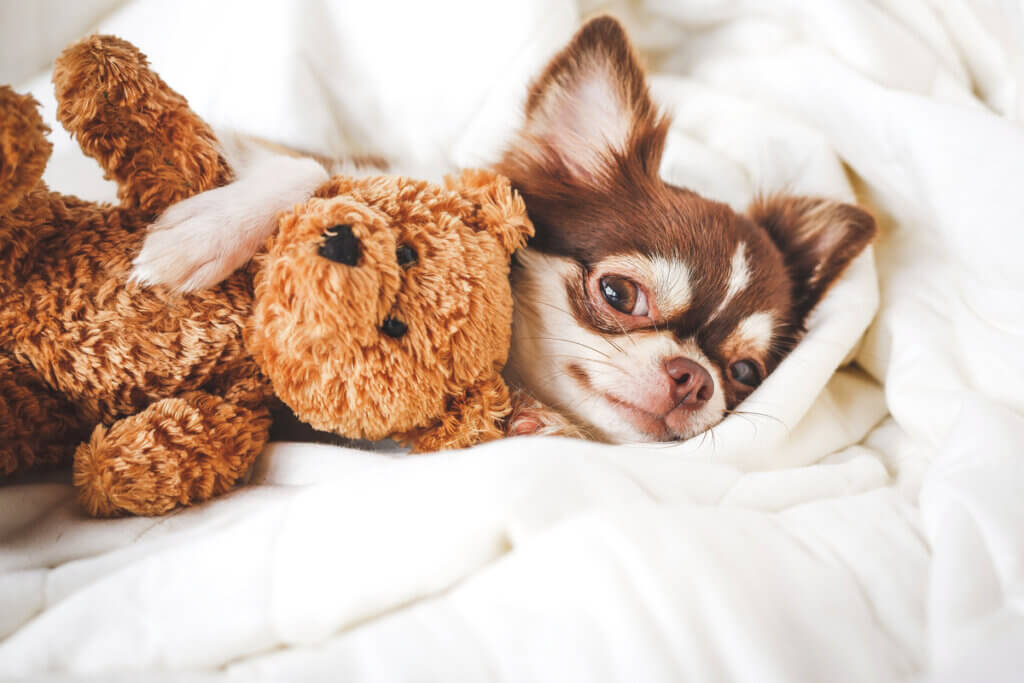 Les différences entre le pinscher et le chihuahua