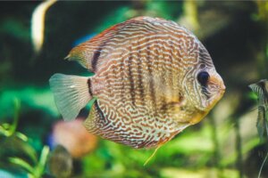 Les soins à prodiguer au discus