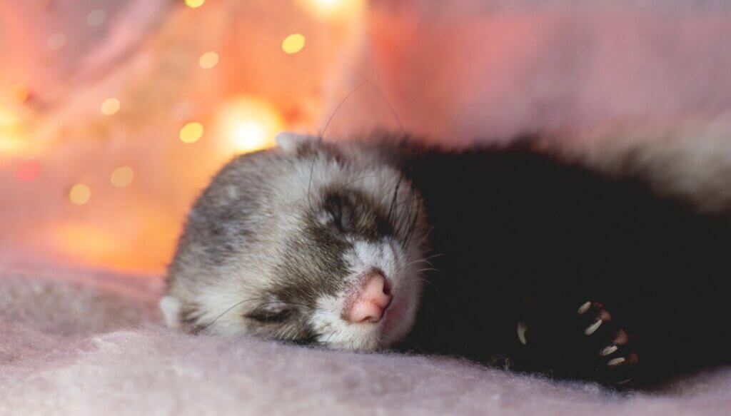Comment donner un bain à un furet ?
