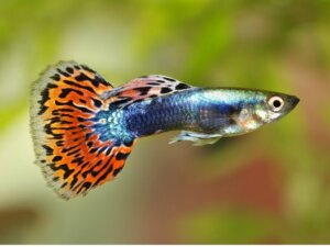 10 curiosités sur le guppy