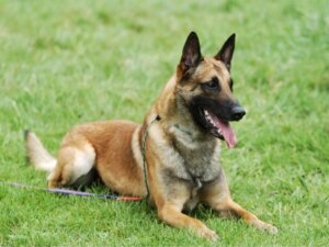 Berger belge malinois : soins et alimentation