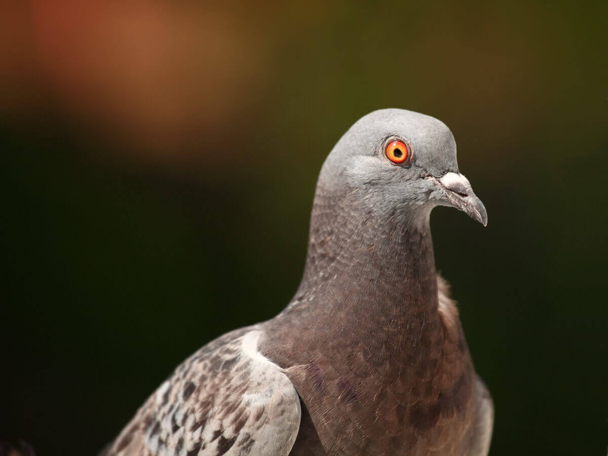 Un pigeon.