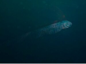 Régalec : habitat et caractéristiques