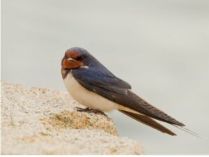 Hirondelle, martinet noir et hirondelle de fenêtre : 4 différences