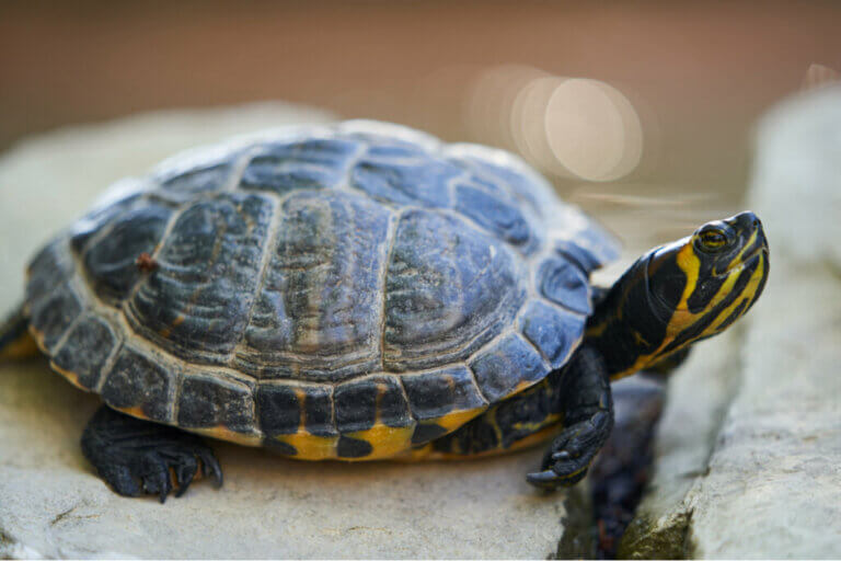 130 noms de tortues