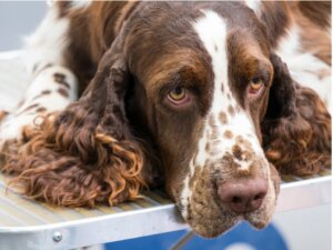 Mon chien a les yeux jaunes : qu'est-ce qui ne va pas chez lui ?