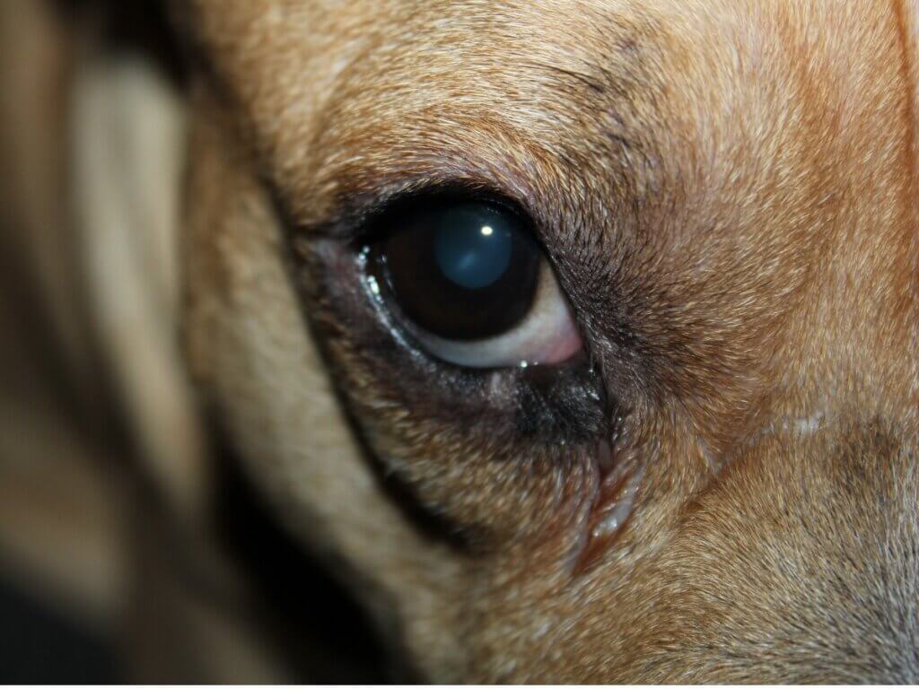 Mon chien a un œil rouge et gonflé 7 causes possibles