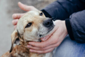 Adopter un animal est très important, pourquoi ?