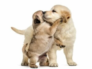 Les animaux se font-ils des câlins ?