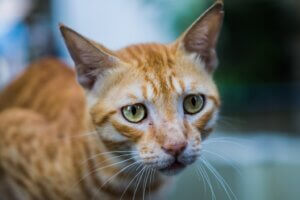 Anorexie chez le chat : tout ce qu'il faut savoir