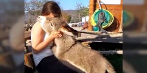 Un bébé âne qui pense être un chien