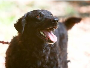 Berger croate : tout ce que vous devez savoir sur cette race de chiens