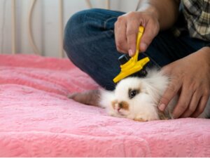 Les différents types de brosses pour lapins