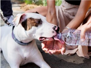 Bull arab : tout ce que vous devez savoir sur cette race de chiens