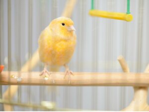Pourquoi mon canari gonfle-t-il ses plumes ?