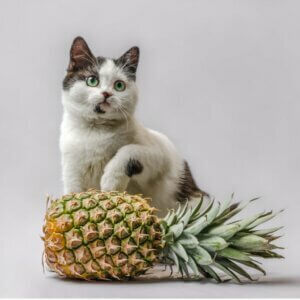 Les chats peuvent-ils manger de l'ananas ?