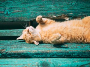 Comment savoir si un chat a chaud ?