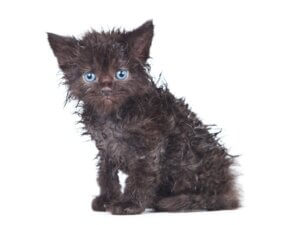 Pourquoi mon chat ne se lave-t-il pas ?