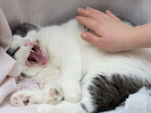 Pourquoi mon chat ne se laisse-t-il pas toucher ?