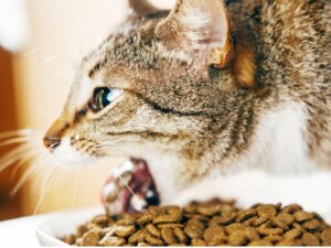 Pourquoi mon chat vomit-il après avoir mangé ?