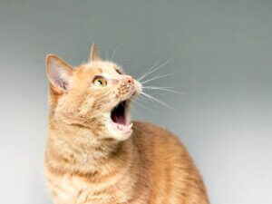 Mon chat vomit de la mousse blanche : pourquoi ?