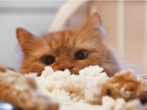 Les chats peuvent-ils manger du riz ?