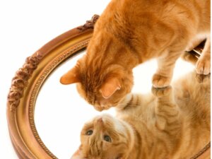 13 races de chats roux