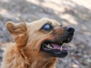 10 signes qui indiquent que votre chien devient aveugle