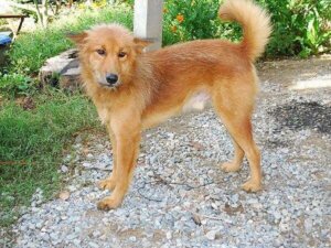 Un chien héroïque sauve la vie d'un bébé abandonné : l'humanité canine