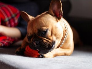 Mon chien a mangé du plastique : que faire ?