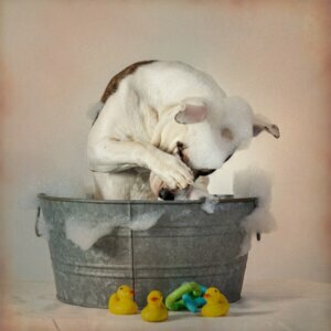 Mon chien a mangé du savon : que faire ?