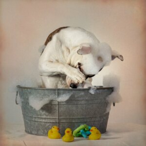 Mon chien a mangé du savon : que faire ?