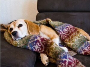 Pourquoi mon chien tremble-t-il pendant son sommeil ?