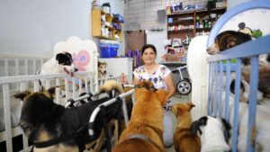 Chiens handicapés : une femme utilise des berceaux, des fauteuils roulants et des couches