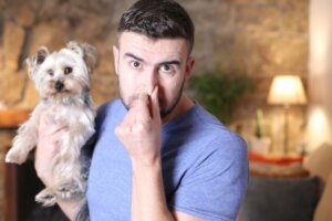 Les 10 races de chiens qui sentent le plus mauvais