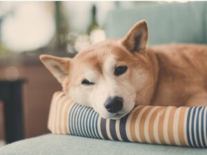 Pourquoi les chiens tournent-ils sur eux-mêmes avant d'aller se coucher ?