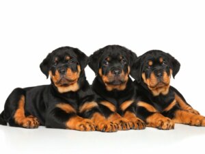 Comment prendre soin d'un chiot rottweiler ?