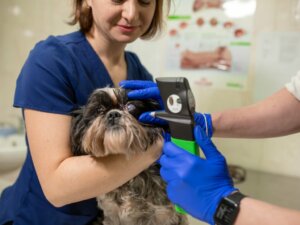 La chirurgie du glaucome chez le chien