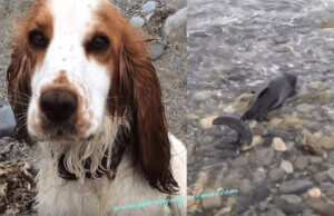 Un dauphin échoué en bord de mer est sauvé par un chien