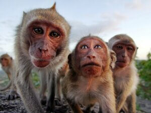 Le comportement des primates