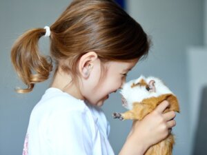 Les différences entre le hamster et le cochon d'Inde